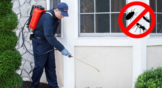 Borçka Tahtakurusu İlaçlama böcek ilaçlama ve haşere kontrolü — ilaclama-tr.com